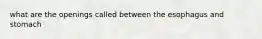what are the openings called between the esophagus and stomach