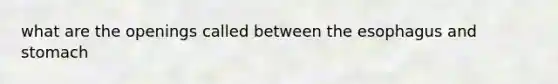 what are the openings called between <a href='https://www.questionai.com/knowledge/kSjVhaa9qF-the-esophagus' class='anchor-knowledge'>the esophagus</a> and stomach