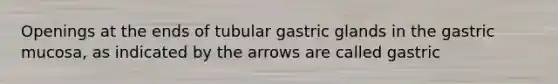 Openings at the ends of tubular gastric glands in the gastric mucosa, as indicated by the arrows are called gastric