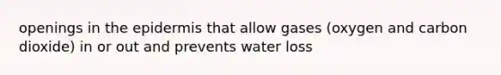 openings in the epidermis that allow gases (oxygen and carbon dioxide) in or out and prevents water loss