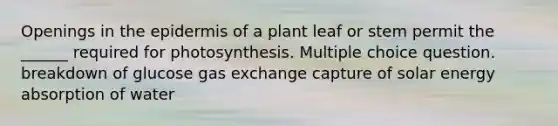 Openings in the epidermis of a plant leaf or stem permit the ______ required for photosynthesis. Multiple choice question. breakdown of glucose gas exchange capture of solar energy absorption of water