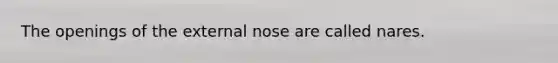 The openings of the external nose are called nares.