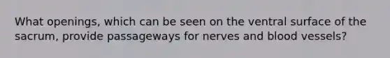 What openings, which can be seen on the ventral surface of the sacrum, provide passageways for nerves and blood vessels?