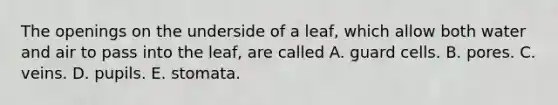 The openings on the underside of a leaf, which allow both water and air to pass into the leaf, are called A. guard cells. B. pores. C. veins. D. pupils. E. stomata.