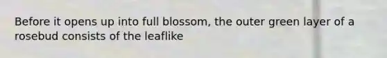 Before it opens up into full blossom, the outer green layer of a rosebud consists of the leaflike