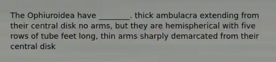 The Ophiuroidea have ________. thick ambulacra extending from their central disk no arms, but they are hemispherical with five rows of tube feet long, thin arms sharply demarcated from their central disk