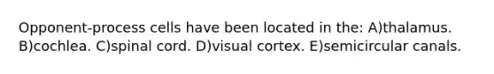Opponent-process cells have been located in the: A)thalamus. B)cochlea. C)spinal cord. D)visual cortex. E)semicircular canals.