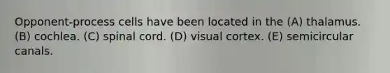 Opponent-process cells have been located in the (A) thalamus. (B) cochlea. (C) spinal cord. (D) visual cortex. (E) semicircular canals.