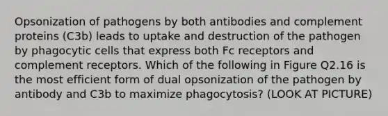 Opsonization of pathogens by both antibodies and complement proteins (C3b) leads to uptake and destruction of the pathogen by phagocytic cells that express both Fc receptors and complement receptors. Which of the following in Figure Q2.16 is the most efficient form of dual opsonization of the pathogen by antibody and C3b to maximize phagocytosis? (LOOK AT PICTURE)