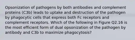 Opsonization of pathogens by both antibodies and complement proteins (C3b) leads to uptake and destruction of the pathogen by phagocytic cells that express both Fc receptors and complement receptors. Which of the following in Figure Q2.16 is the most efficient form of dual opsonization of the pathogen by antibody and C3b to maximize phagocytosis?