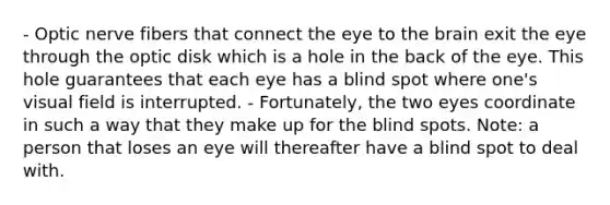 - Optic nerve fibers that connect the eye to the brain exit the eye through the optic disk which is a hole in the back of the eye. This hole guarantees that each eye has a blind spot where one's visual field is interrupted. - Fortunately, the two eyes coordinate in such a way that they make up for the blind spots. Note: a person that loses an eye will thereafter have a blind spot to deal with.