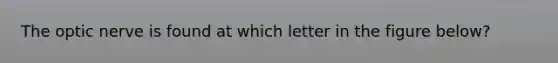 The optic nerve is found at which letter in the figure below?