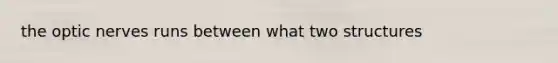 the optic nerves runs between what two structures
