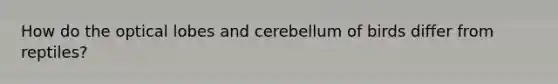 How do the optical lobes and cerebellum of birds differ from reptiles?