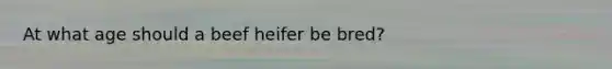 At what age should a beef heifer be bred?