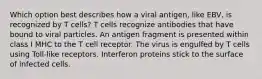 Which option best describes how a viral antigen, like EBV, is recognized by T cells? T cells recognize antibodies that have bound to viral particles. An antigen fragment is presented within class I MHC to the T cell receptor. The virus is engulfed by T cells using Toll-like receptors. Interferon proteins stick to the surface of infected cells.