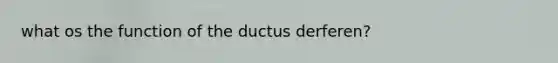 what os the function of the ductus derferen?