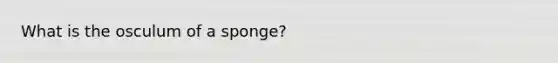 What is the osculum of a sponge?