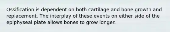 Ossification is dependent on both cartilage and bone growth and replacement. The interplay of these events on either side of the epiphyseal plate allows bones to grow longer.