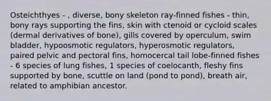 Osteichthyes - , diverse, bony skeleton ray-finned fishes - thin, bony rays supporting the fins, skin with ctenoid or cycloid scales (dermal derivatives of bone), gills covered by operculum, swim bladder, hypoosmotic regulators, hyperosmotic regulators, paired pelvic and pectoral fins, homocercal tail lobe-finned fishes - 6 species of lung fishes, 1 species of coelocanth, fleshy fins supported by bone, scuttle on land (pond to pond), breath air, related to amphibian ancestor.