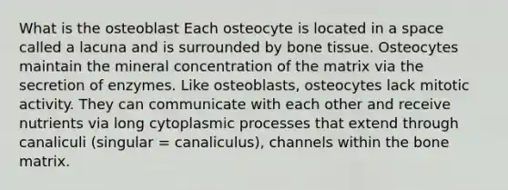 What is the osteoblast Each osteocyte is located in a space called a lacuna and is surrounded by bone tissue. Osteocytes maintain the mineral concentration of the matrix via the secretion of enzymes. Like osteoblasts, osteocytes lack mitotic activity. They can communicate with each other and receive nutrients via long cytoplasmic processes that extend through canaliculi (singular = canaliculus), channels within the bone matrix.