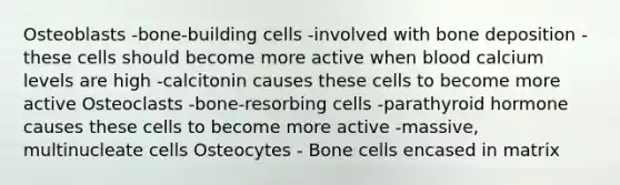 Osteoblasts -bone-building cells -involved with bone deposition -these cells should become more active when blood calcium levels are high -calcitonin causes these cells to become more active Osteoclasts -bone-resorbing cells -parathyroid hormone causes these cells to become more active -massive, multinucleate cells Osteocytes - Bone cells encased in matrix