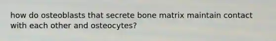 how do osteoblasts that secrete bone matrix maintain contact with each other and osteocytes?