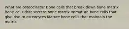 What are osteoclasts? Bone cells that break down bone matrix Bone cells that secrete bone matrix Immature bone cells that give rise to osteocytes Mature bone cells that maintain the matrix