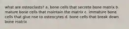 what are osteoclasts? a. bone cells that secrete bone matrix b. mature bone cells that maintain the matrix c. immature bone cells that give rise to osteocytes d. bone cells that break down bone matrix