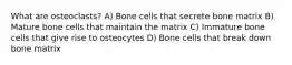 What are osteoclasts? A) Bone cells that secrete bone matrix B) Mature bone cells that maintain the matrix C) Immature bone cells that give rise to osteocytes D) Bone cells that break down bone matrix