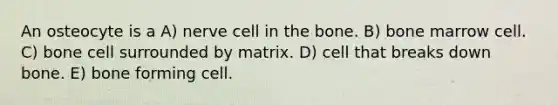 An osteocyte is a A) nerve cell in the bone. B) bone marrow cell. C) bone cell surrounded by matrix. D) cell that breaks down bone. E) bone forming cell.