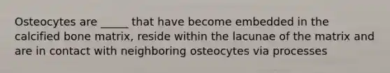 Osteocytes are _____ that have become embedded in the calcified bone matrix, reside within the lacunae of the matrix and are in contact with neighboring osteocytes via processes