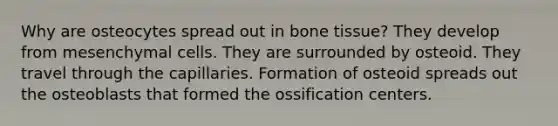 Why are osteocytes spread out in bone tissue? They develop from mesenchymal cells. They are surrounded by osteoid. They travel through the capillaries. Formation of osteoid spreads out the osteoblasts that formed the ossification centers.