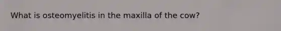 What is osteomyelitis in the maxilla of the cow?