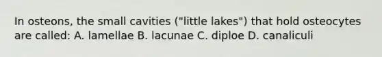 In osteons, the small cavities ("little lakes") that hold osteocytes are called: A. lamellae B. lacunae C. diploe D. canaliculi