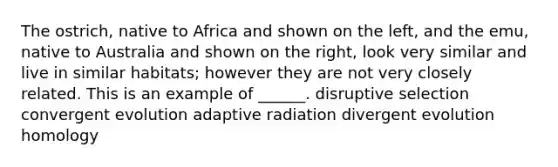 The ostrich, native to Africa and shown on the left, and the emu, native to Australia and shown on the right, look very similar and live in similar habitats; however they are not very closely related. This is an example of ______. disruptive selection convergent evolution adaptive radiation divergent evolution homology