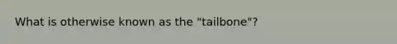 What is otherwise known as the "tailbone"?