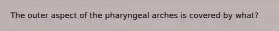 The outer aspect of the pharyngeal arches is covered by what?