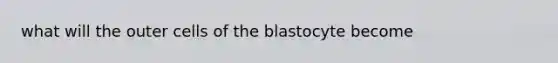 what will the outer cells of the blastocyte become