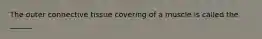 The outer connective tissue covering of a muscle is called the ______