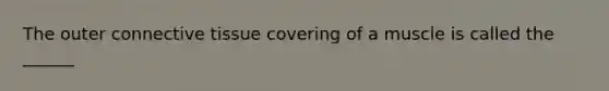 The outer connective tissue covering of a muscle is called the ______