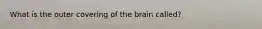 What is the outer covering of the brain called?