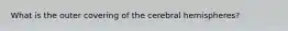 What is the outer covering of the cerebral hemispheres?