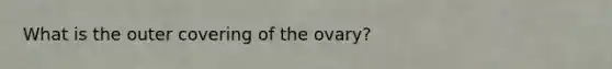 What is the outer covering of the ovary?