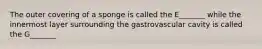 The outer covering of a sponge is called the E_______ while the innermost layer surrounding the gastrovascular cavity is called the G_______