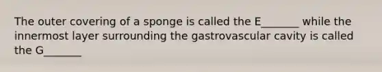 The outer covering of a sponge is called the E_______ while the innermost layer surrounding the gastrovascular cavity is called the G_______