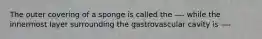 The outer covering of a sponge is called the —- while the innermost layer surrounding the gastrovascular cavity is —-