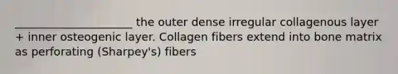 _____________________ the outer dense irregular collagenous layer + inner osteogenic layer. Collagen fibers extend into bone matrix as perforating (Sharpey's) fibers