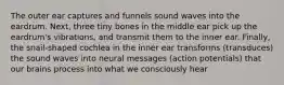 The outer ear captures and funnels sound waves into the eardrum. Next, three tiny bones in the middle ear pick up the eardrum's vibrations, and transmit them to the inner ear. Finally, the snail‐shaped cochlea in the inner ear transforms (transduces) the sound waves into neural messages (action potentials) that our brains process into what we consciously hear