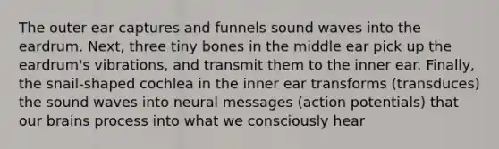 The outer ear captures and funnels sound waves into the eardrum. Next, three tiny bones in the middle ear pick up the eardrum's vibrations, and transmit them to the inner ear. Finally, the snail‐shaped cochlea in the inner ear transforms (transduces) the sound waves into neural messages (action potentials) that our brains process into what we consciously hear